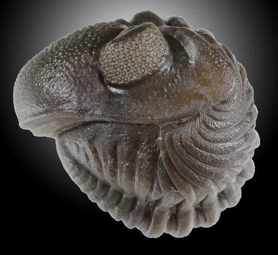 Big Wide Enrolled Eldredgeops Trilobite - Ohio #31801